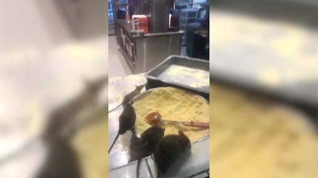 Крысы в пиццерииnullnull Крысы в пиццерии