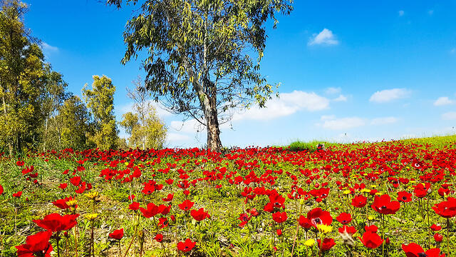Anemones in bloom in southern Israel (צילום: יונתן פורמן) Anemones in bloom in southern Israel