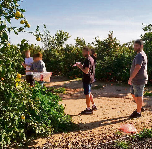 Visitors picking fruits in orchards in the south (Photo: Yedioth Ahronoth) Visitors picking fruits in orchards in the south