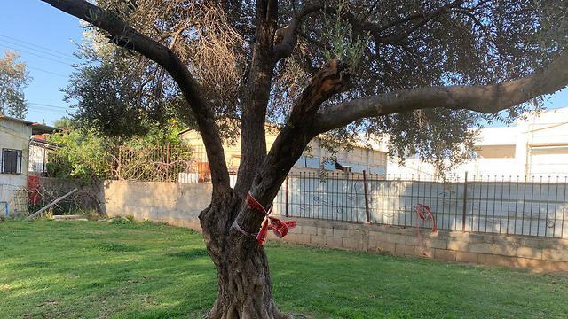 Дерево, с которого сняли труп повесившегося мужчины