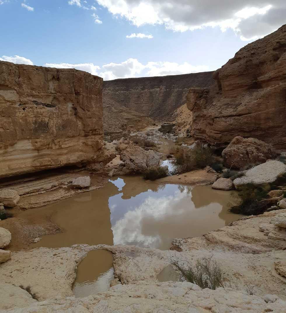 А так выглядит сейчас природа на юге Израиля. Фото: Рути Нашиц, Управление парков и заповедников
