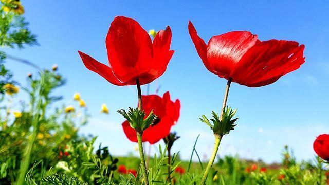 Анемоны в Негеве. Фото: Рои Идан