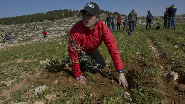 American rabbinical students plant olive trees, on the land near the West Bank village of Attuwani, south of Hebron (Photo: AP) American rabbinical students plant olive trees, on the land near the West Bank village of Attuwani, south of Hebron