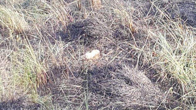 Выгоревший участок в лесу Кисуфим