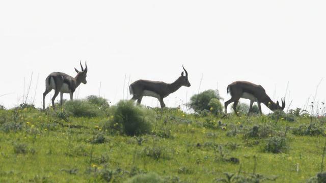 Wildlife on the Golan Heights