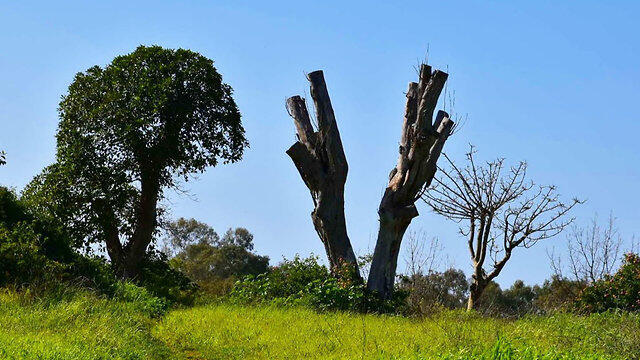 Drezner Grove