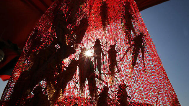 Саранча. Фото: AFP