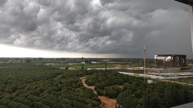 Stormy weather in Raanana (צילום: משה שחרור) Stormy weather in Raanana
