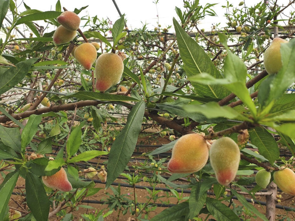 Ранние персики. Фото: пресс-служба