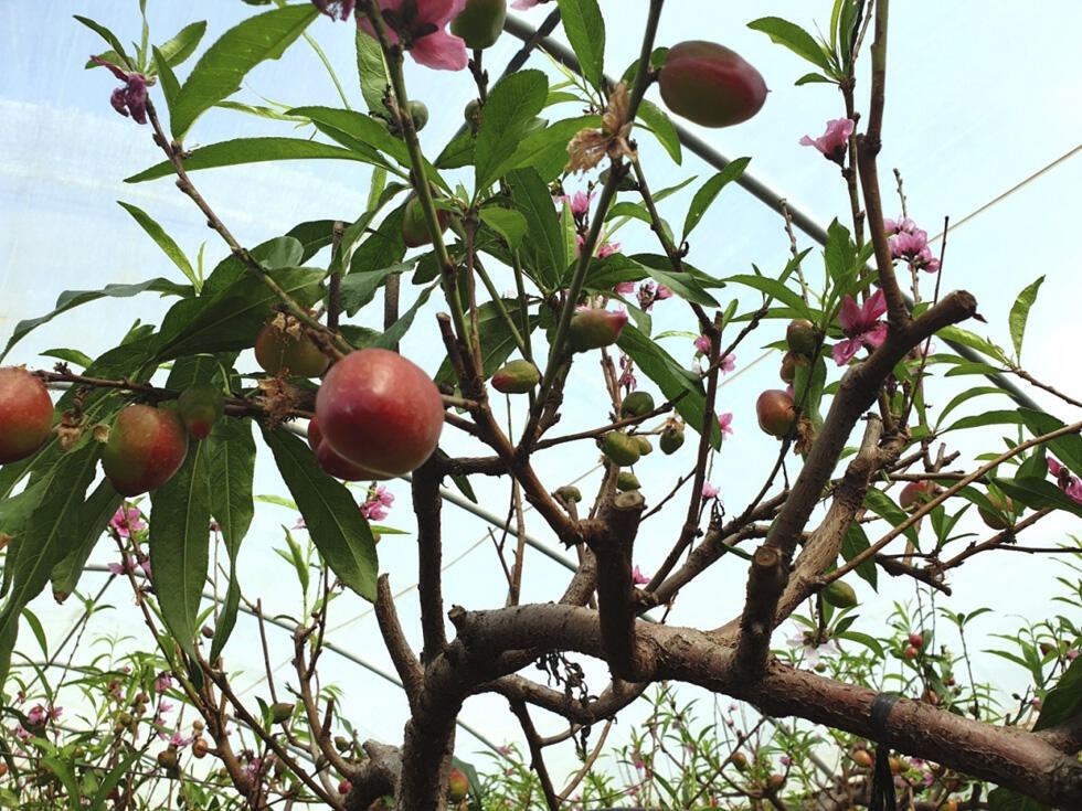 Нектарины. Фото: пресс-служба