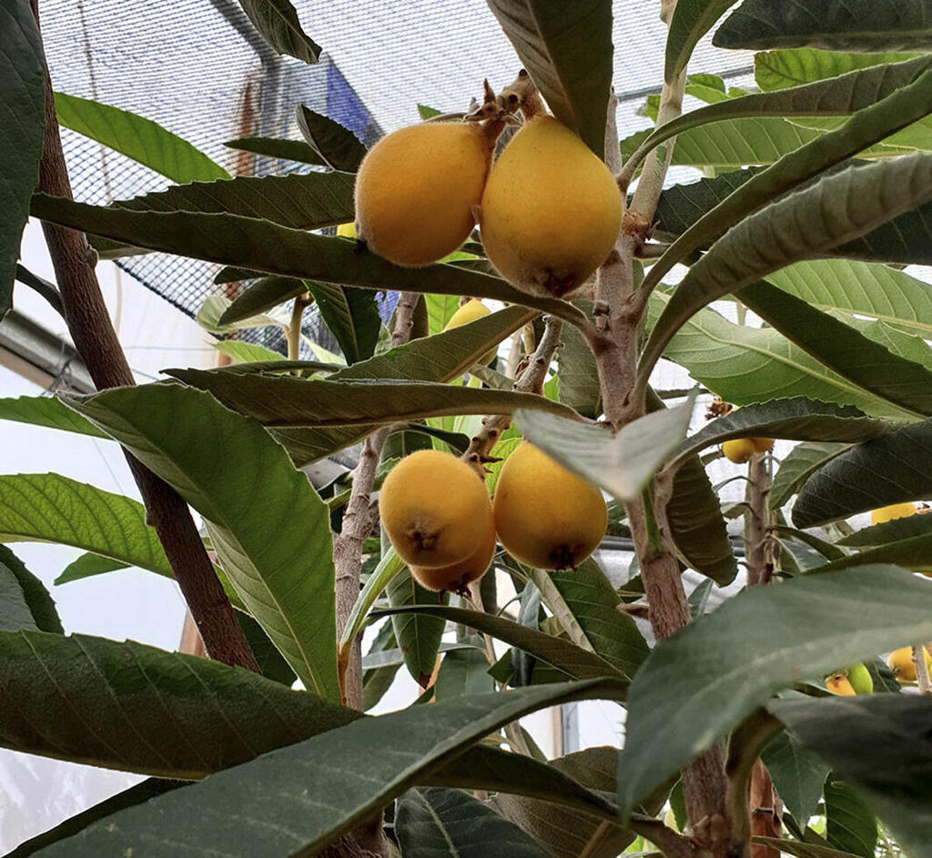 Ранняя мушмула. Фото: пресс-служба