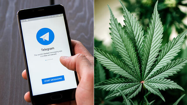 The Telegrass channel on Telegram (Photo: Shutterstock)