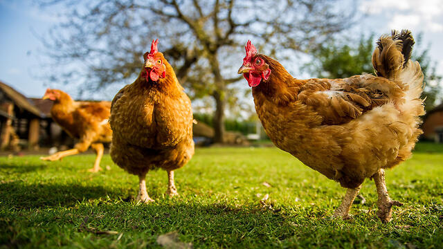 Фотоиллюстрация: shutterstock (צילום: shutterstock) Фотоиллюстрация: shutterstock