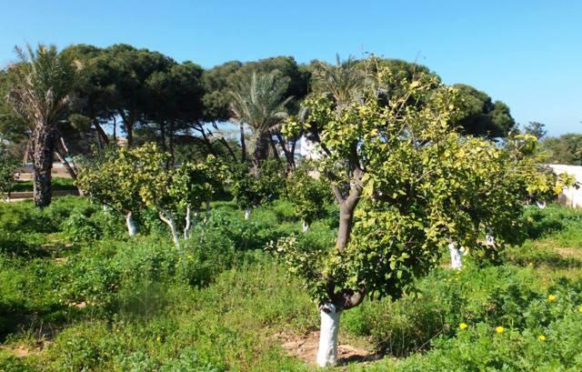 Парк ха-хуршот. Фото: Леон Левитас (Фото: Леон Левитас) Парк ха-хуршот. Фото: Леон Левитас
