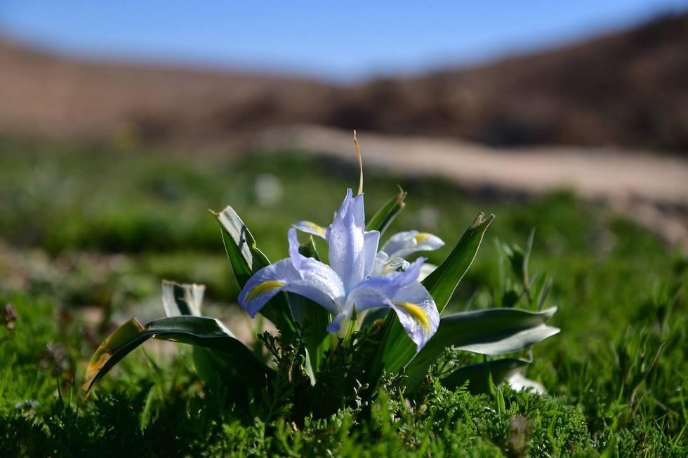 Ирис царя Озии. Фото: Цур Мосари (צילום: צור מוסרי) Ирис царя Озии. Фото: Цур Мосари