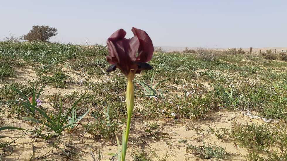 Ирис Петры в Израиле называют "ирисом Йерухама". Фото: Эдан Улиэль, Управление парков и заповедников (צילום: עדן אוליאל, רשות הטבע והגנים) Ирис Петры в Израиле называют "ирисом Йерухама". Фото: Эдан Улиэль, Управление парков и заповедников