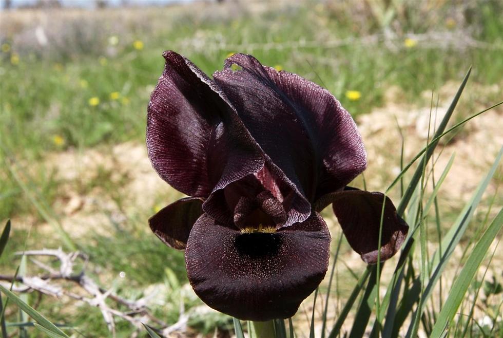 Ирис черно-бурый. Фото: Яаков Школьник, архив ККЛ (צילום: יעקב שקולניק, ארכיון הצילומים של קק"ל) Ирис черно-бурый. Фото: Яаков Школьник, архив ККЛ