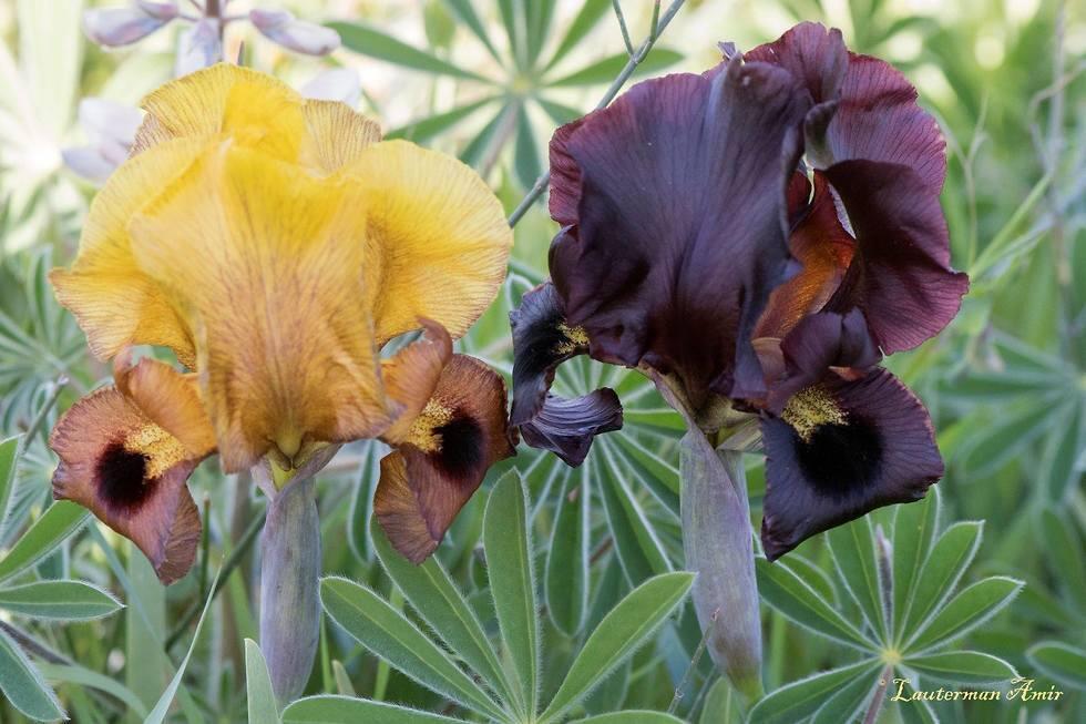 Ирисы в центре Израиля, возле города Нес-Циона. Фото: Амир Лютерман (צילום: אמיר לוטרמן) Ирисы в центре Израиля, возле города Нес-Циона. Фото: Амир Лютерман