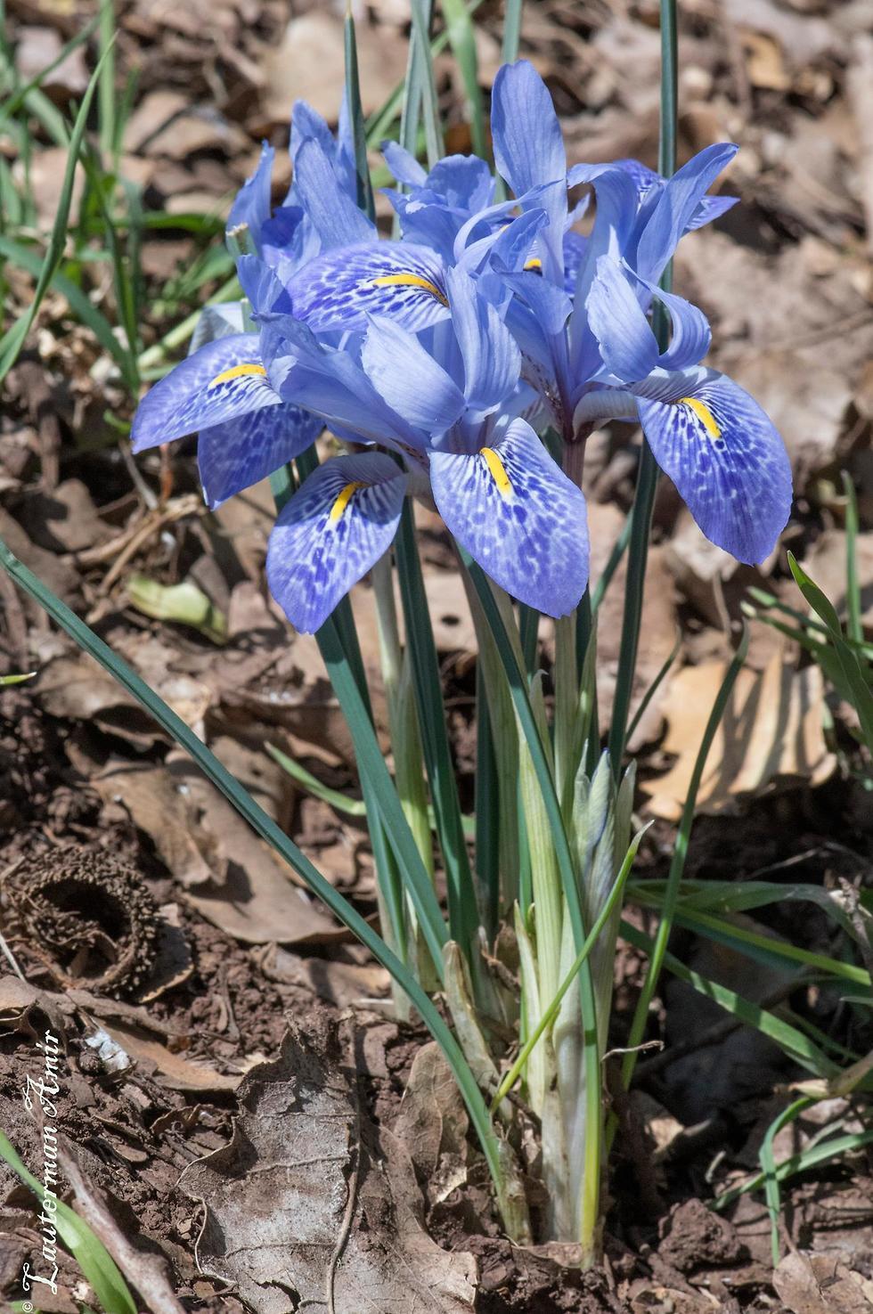 Ирис истровый в Израиле называют "ливанский ирис". Фото: Амир Лютерман (צילום: אמיר לוטרמן) Ирис истровый в Израиле называют "ливанский ирис". Фото: Амир Лютерман
