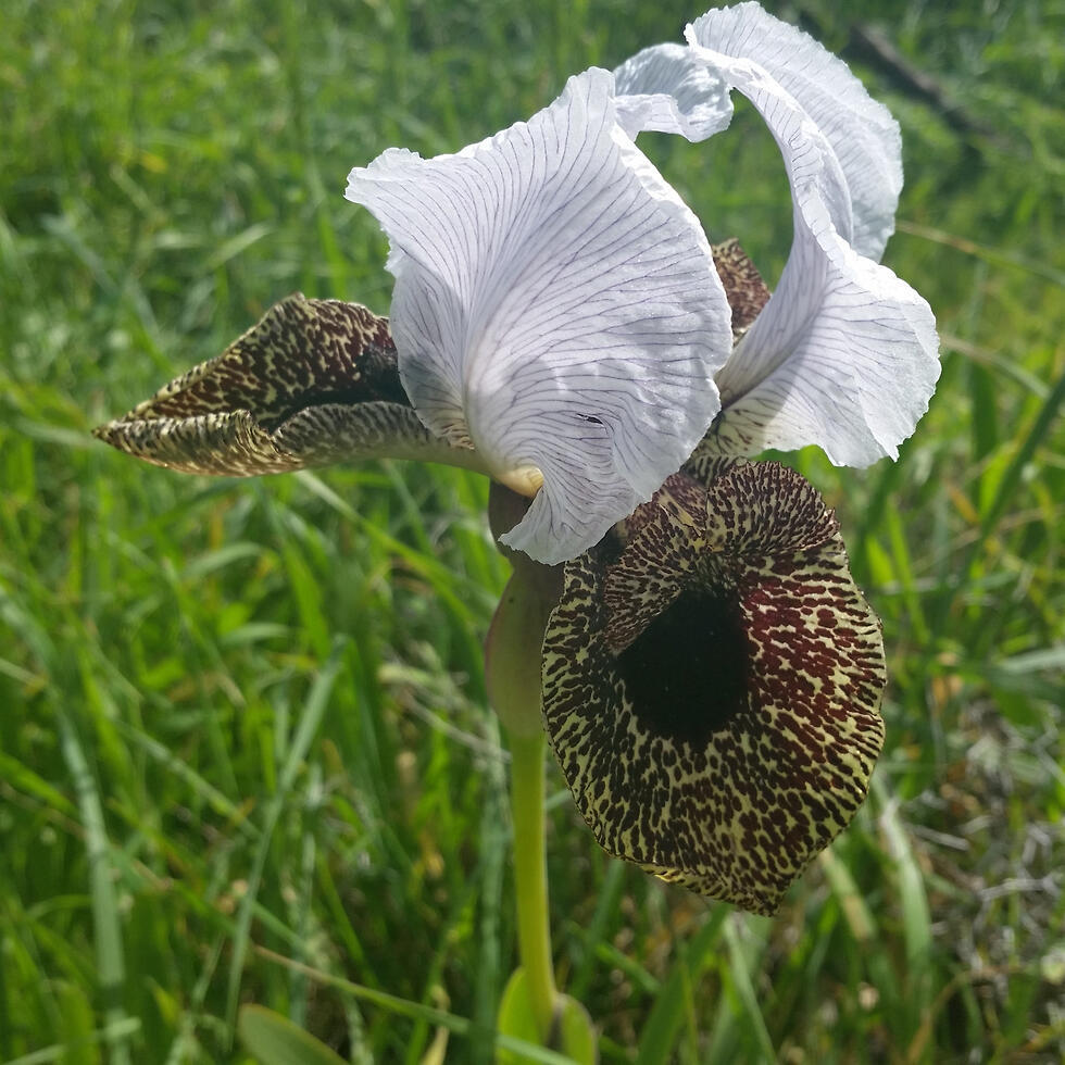 Ирис Бисмарка в Израиле называют "назаретским ирусом". Фото: Рахель Эшволь, Управление парков и заповедников (צילום: רחל אשבול, רשות הטבע והגנים) Ирис Бисмарка в Израиле называют "назаретским ирусом". Фото: Рахель Эшволь, Управление парков и заповедников