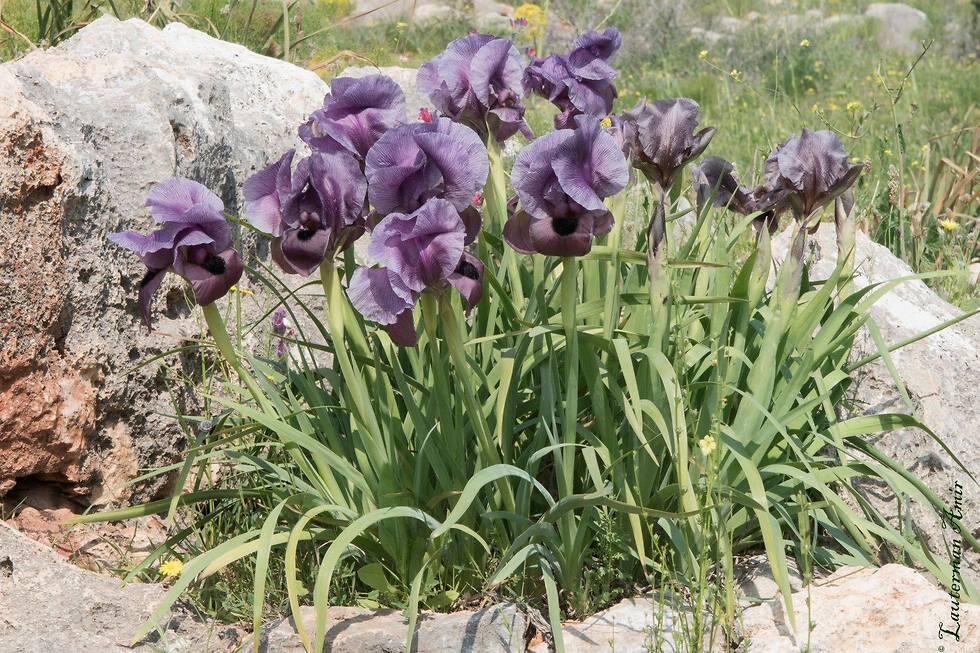 Ирис Хайне или, как называют его в Израиле, ирис Гильбоа. Фото: Амир Лютерман (צילום: אמיר לוטרמן) Ирис Хайне или, как называют его в Израиле, ирис Гильбоа. Фото: Амир Лютерман