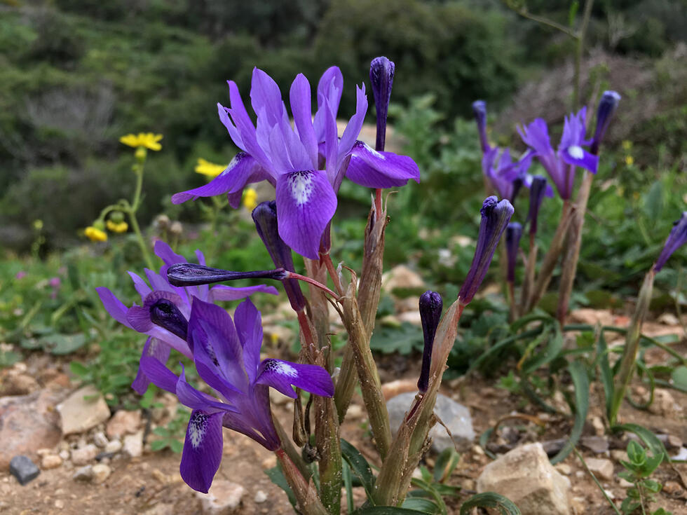 Ирис "голубоглазковый" на горе Кармель. Фото: Гилад Кармели (צילום: גלעד כרמלי) Ирис "голубоглазковый" на горе Кармель. Фото: Гилад Кармели