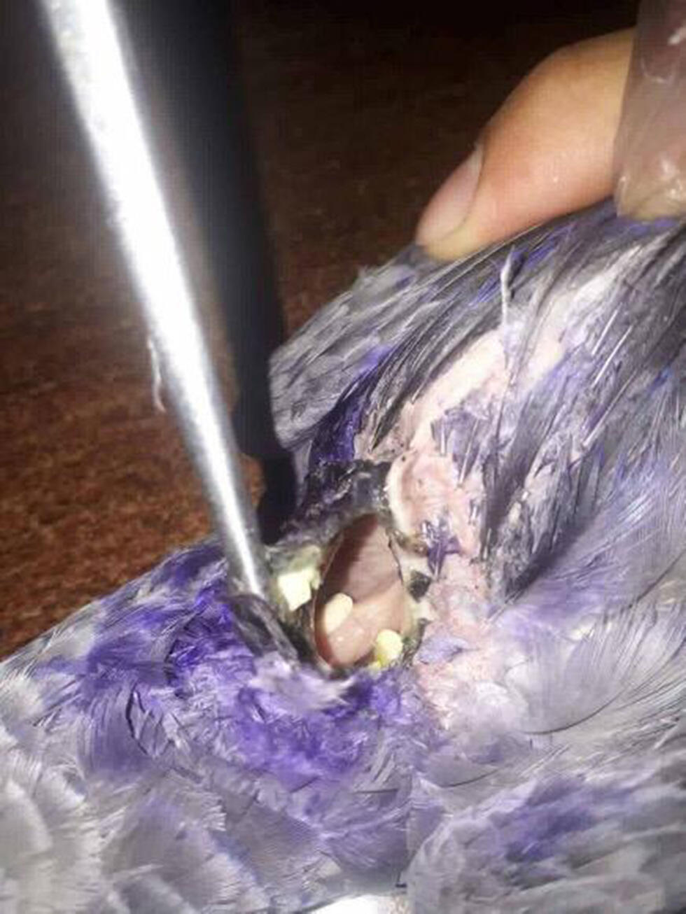 תוכי קוקי תושב עזה עזרה עמותה למען חיות הבר nullnull תוכי קוקי תושב עזה עזרה עמותה למען חיות הבר