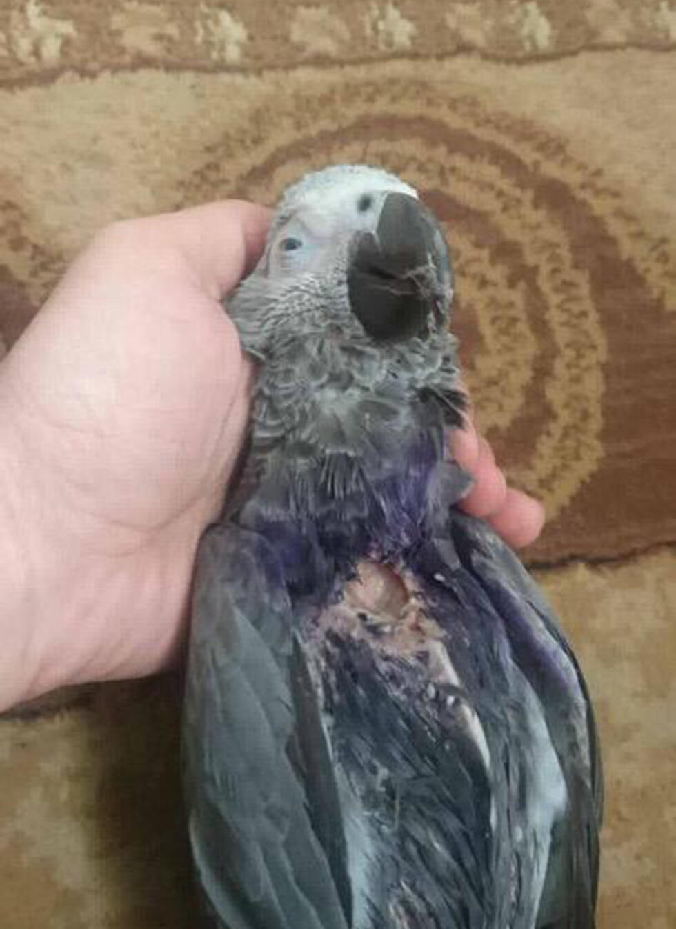 Дыра в горле попугая Кукиnullnull Дыра в горле попугая Куки