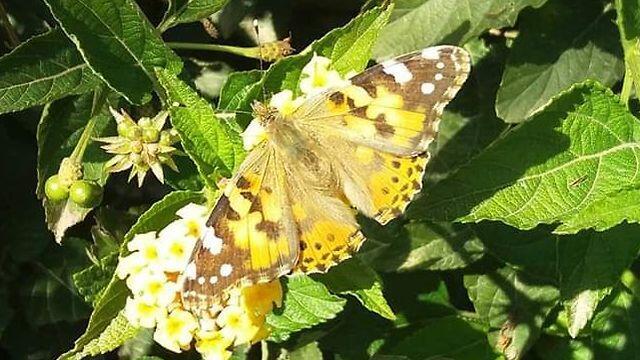 Vanessa Cardui (Photo: Noam Kirshenbaum)