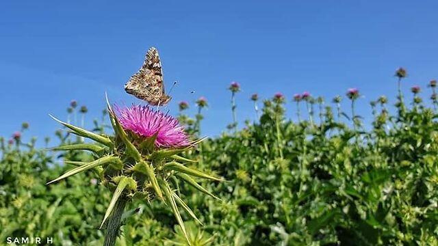 Butterflies in Israel (Photo: Samir Hamza)