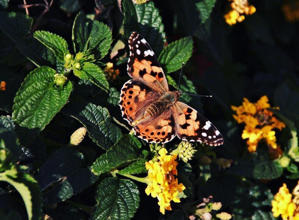 Vanessa Cardui (Photo: Sabrina De-Rita)