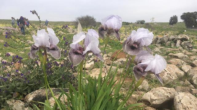 Flowers in bloom on the Golan