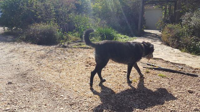 Собака семьи Вольф. Фото: Итай Шикман (צילום: איתי שיקמן) Собака семьи Вольф. Фото: Итай Шикман