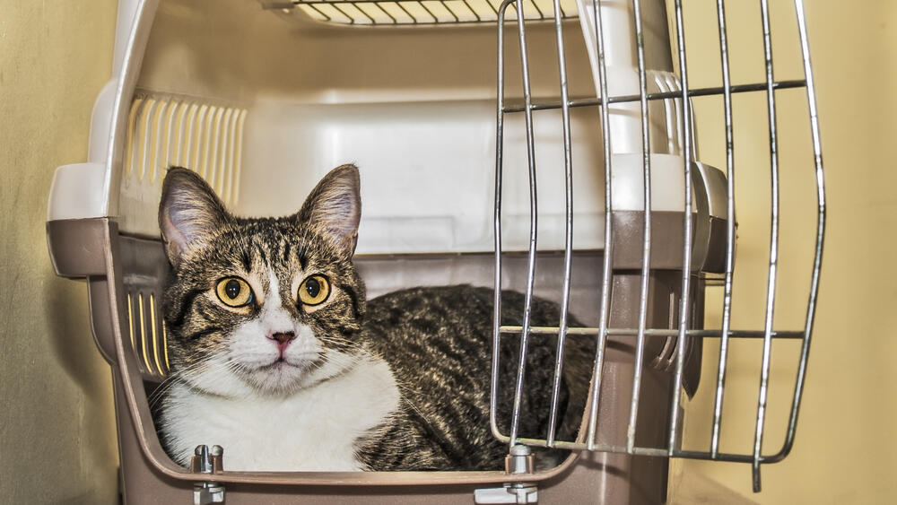 חתול בכלוב נשיאה