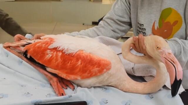A flamingo is treated at Ramat Gan safari
