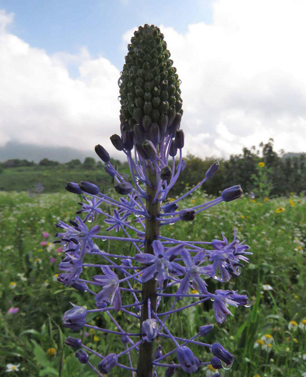 Голанские высоты. Фото: Шамия Гершкович (צילום: שמעיה הרשקוביץ, רמת מגשימים) Голанские высоты. Фото: Шамия Гершкович