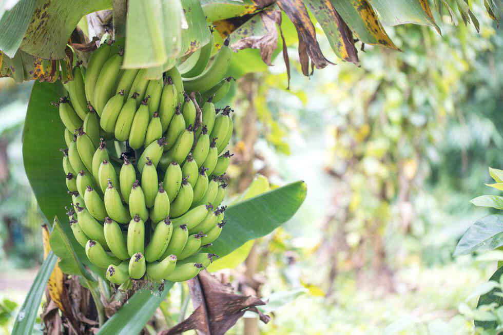 Фото: shutterstock (Фото: shutterstock) Фото: shutterstock