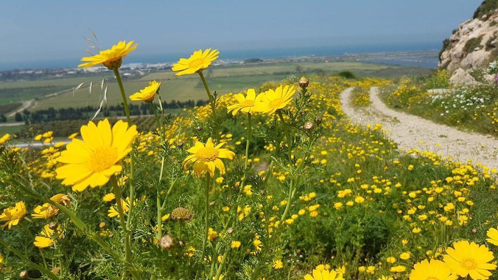 Зихрон-Яаков. Фото: Эльад Гиршгорн (צילום: אלעד גרשגורן) Зихрон-Яаков. Фото: Эльад Гиршгорн