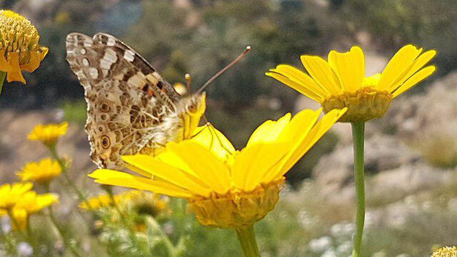 Зихрон-Яаков. Фото: Эльад Гeршгорн (צילום: אלעד גרשגורן) Зихрон-Яаков. Фото: Эльад Гeршгорн