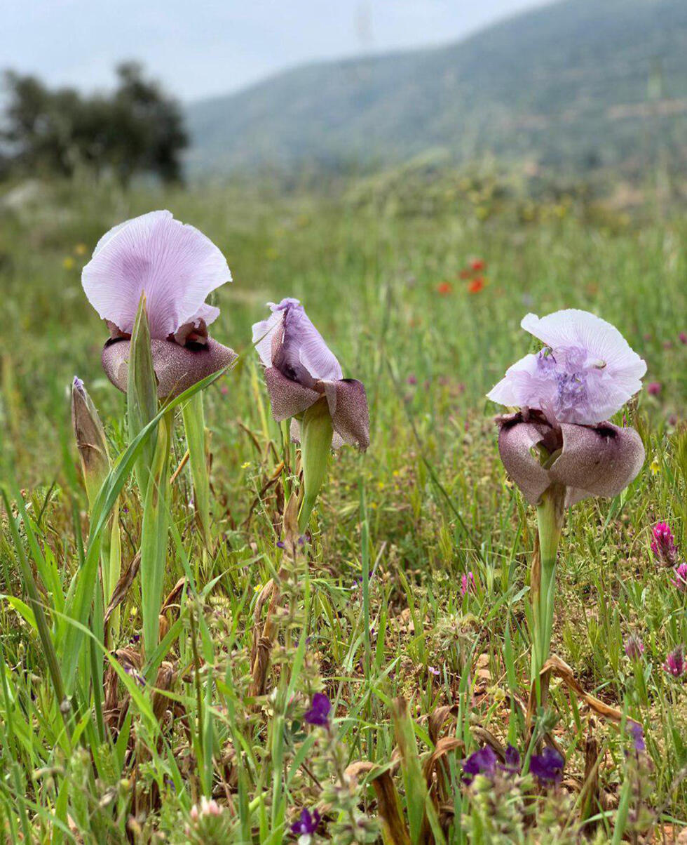 Ирисы. Фото: пресс-служба Управления национальных заповедников и парков ( צילום: מתן מוראד, רשות הטבע והגנים) Ирисы. Фото: пресс-служба Управления национальных заповедников и парков