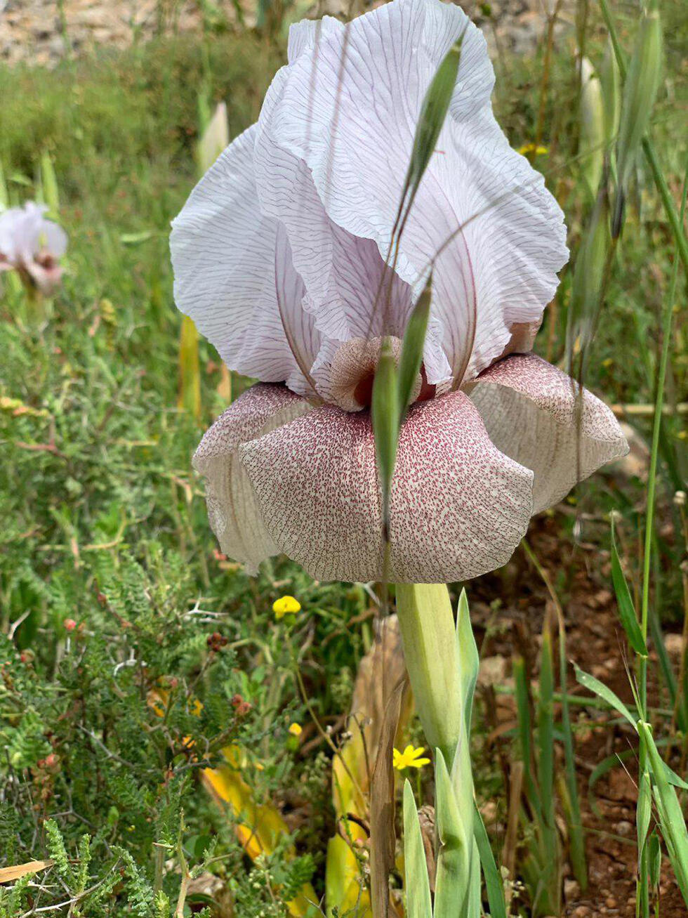 Ирисы. Фото: пресс-служба Управления национальных заповедников и парков ( צילום: מתן מוראד, רשות הטבע והגנים) Ирисы. Фото: пресс-служба Управления национальных заповедников и парков