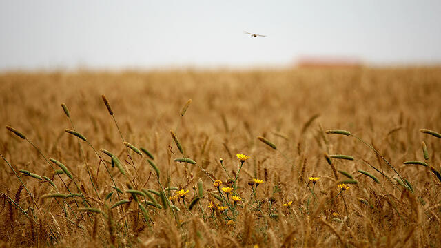 Кибуц Шaар ха-Негев. Фото: Рои Идан (צילום: רועי עידן) Кибуц Шaар ха-Негев. Фото: Рои Идан