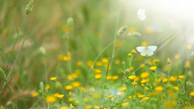 Кибуц Шaар ха-Негев. Фото: Рои Идан (צילום: רועי עידן) Кибуц Шaар ха-Негев. Фото: Рои Идан