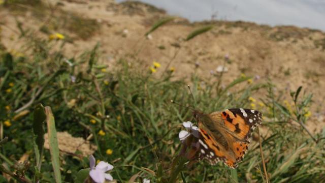 Пляж в Ришон ле-Ционе. Фото: Ави Муалем (צילום: אבי מועלם) Пляж в Ришон ле-Ционе. Фото: Ави Муалем