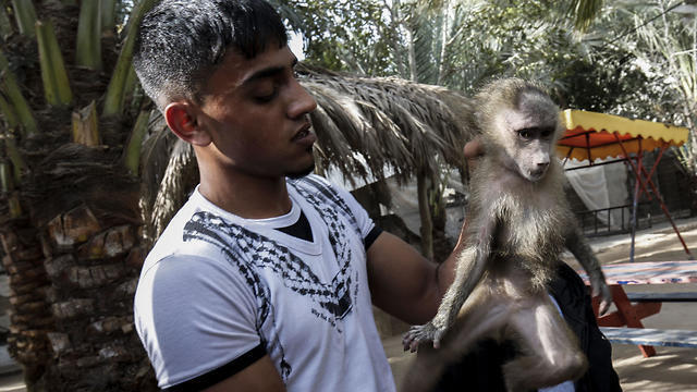 A Palestinian worker carries a monkey at a zoo in Rafah in the southern Gaza Strip, during the evacu (Photo: AFP) A Palestinian worker carries a monkey at a zoo in Rafah in the southern Gaza Strip, during the evacu