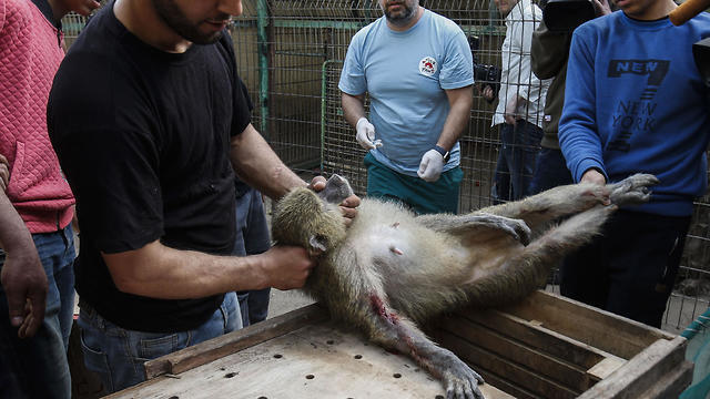 Members of the international animal welfare charity "Four Paws" carry a sedated monkey at a zoo in Rafah in the southern Gaza Strip, during the evacuation (Photo: AFP) Members of the international animal welfare charity "Four Paws" carry a sedated monkey at a zoo in Rafah in the southern Gaza Strip, during the evacuation