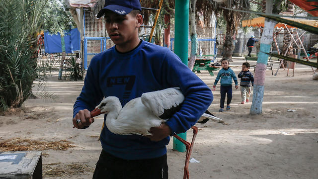 A Palestinian worker carries a Heron (Egretta Intermedia) at a zoo in Rafah in the southern Gaza Strip, during the evacuation (Photo: AFP) A Palestinian worker carries a Heron (Egretta Intermedia) at a zoo in Rafah in the southern Gaza Strip, during the evacuation