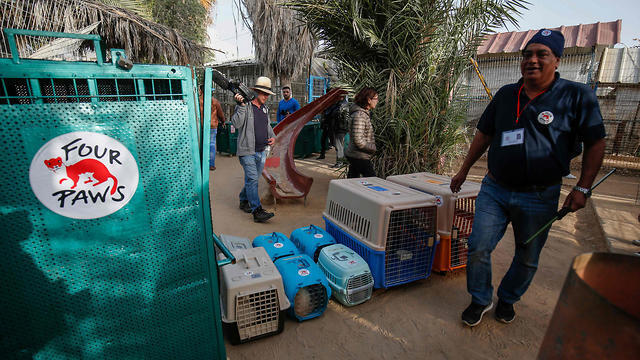 Amir Khalil, a veterinarian with the international animal welfare charity "Four Paws" walks in front of cages containing animals at a zoo in Rafah in the southern Gaza Strip, during the evacuation (Photo: AFP) Amir Khalil, a veterinarian with the international animal welfare charity "Four Paws" walks in front of cages containing animals at a zoo in Rafah in the southern Gaza Strip, during the evacuation