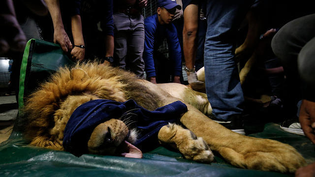 Members of the international animal welfare charity "Four Paws" check on a sedated lion at a zoo in Rafah, in the southern Gaza Strip, on April 6, 2019, as they prepare to evacuate the animals (Photo: AFP) Members of the international animal welfare charity "Four Paws" check on a sedated lion at a zoo in Rafah, in the southern Gaza Strip, on April 6, 2019, as they prepare to evacuate the animals