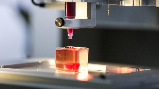 Так создается сердце. Фото: ЕРА (צילום: EPA) Так создается сердце. Фото: ЕРА